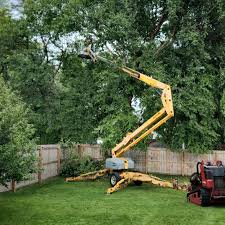 How Our Tree Care Process Works  in  Gardnerville, NV